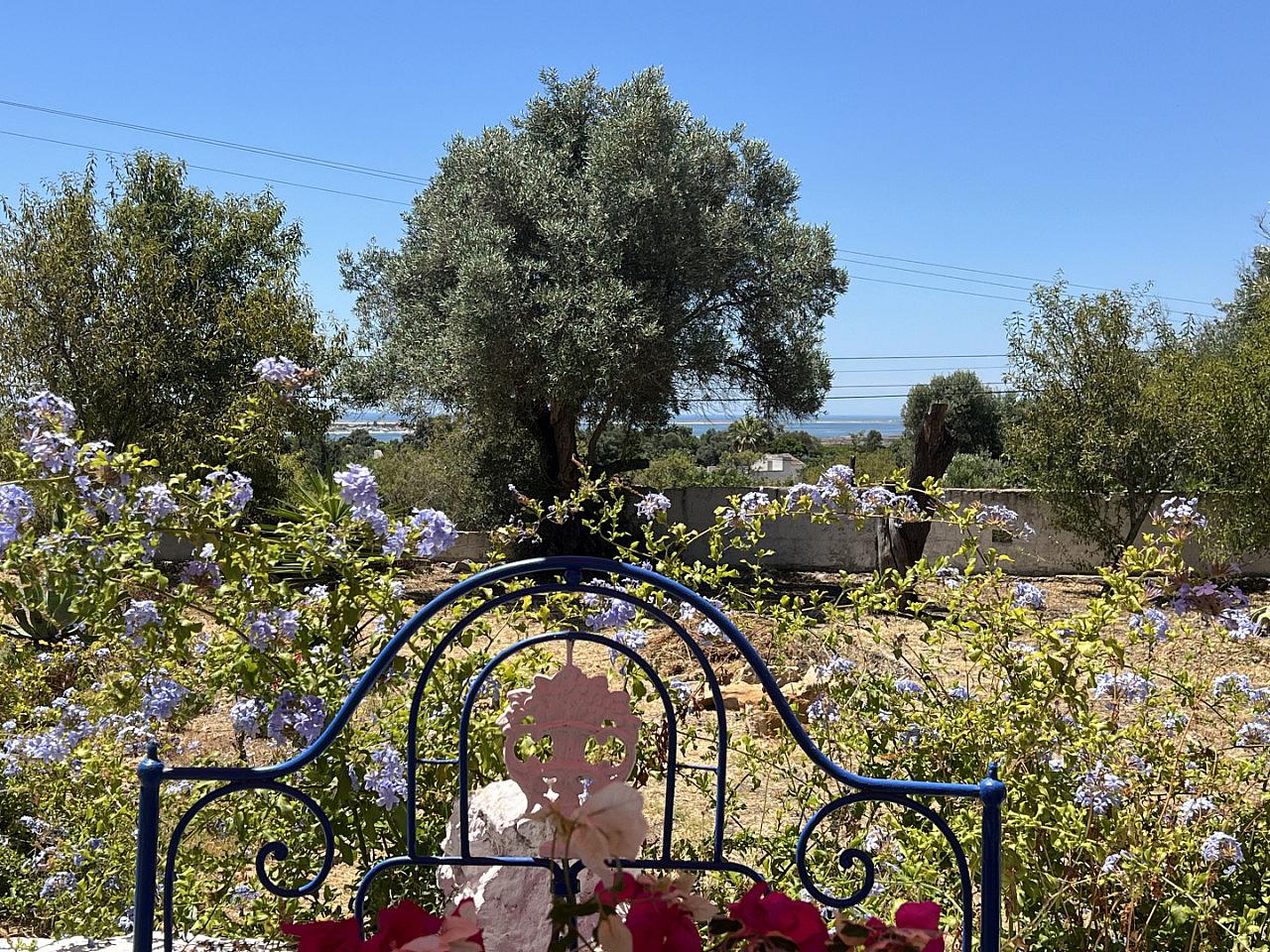 Sao Miguel - 1