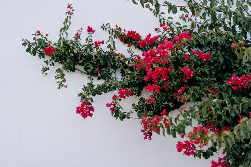 Vibrant Coliving Community with Scenic Coworking in Vale de Cambra