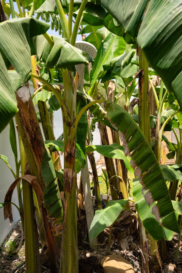  Private House - Private Garden  -  Modern Coliving Retreat for Remote Workers in Scenic Zahora Coastal Paradise  - Gallery -  14