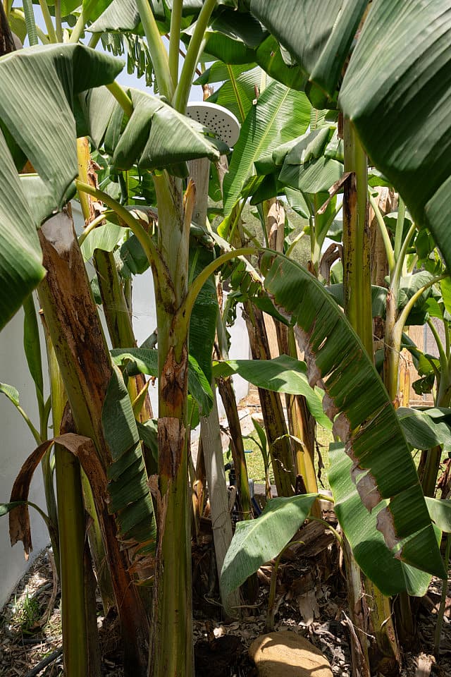  Private House - Private Garden  -  Modern Coliving Retreat for Remote Workers in Scenic Zahora Coastal Paradise  - Gallery -  118