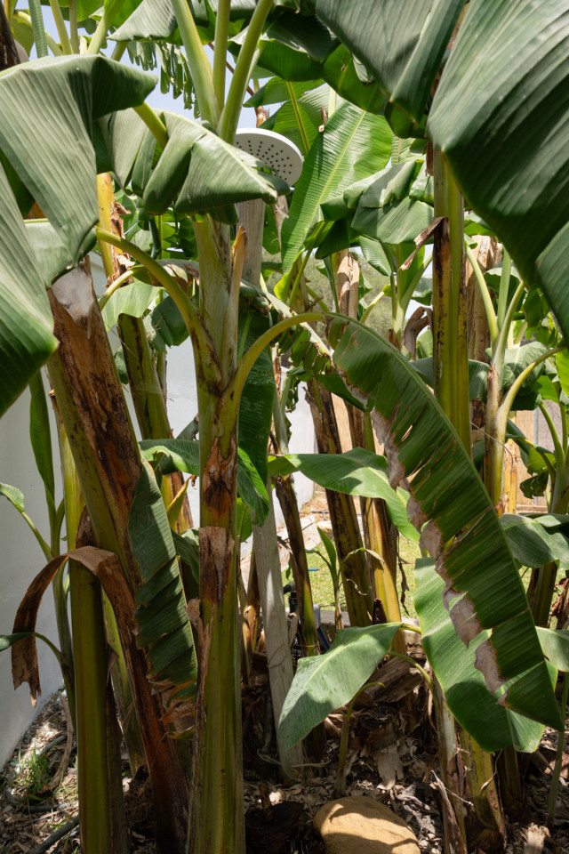  Private House - Private Garden  -  Modern Coliving Retreat for Remote Workers in Scenic Zahora Coastal Paradise  - Gallery -  40