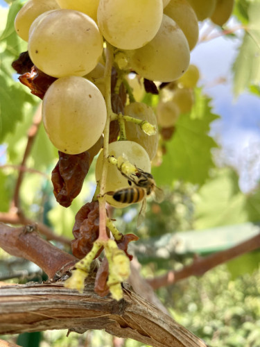 Gorgeous villa near Sentiero Frassati Roseto-Biccari
