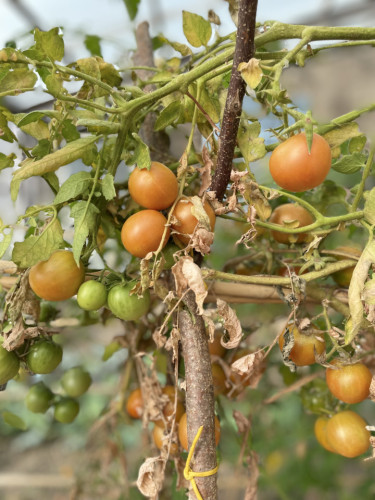 Gorgeous villa near Sentiero Frassati Roseto-Biccari