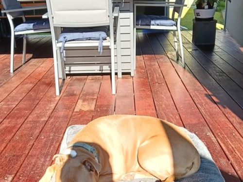  Aussie semi retired, love pets. - Gallery - 6