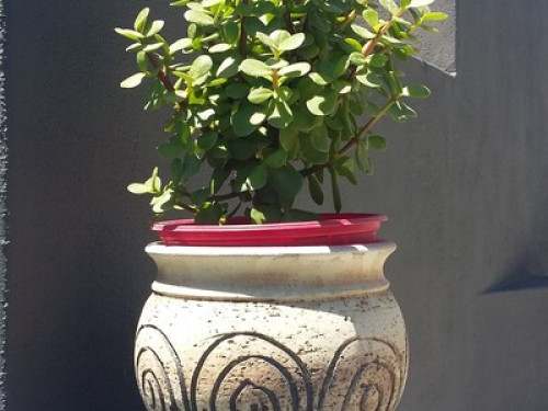in suburbs of Cape town  - Gallery - 10