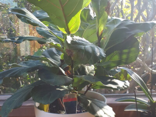 relaxed-friendly-spacious-home-sydney-196966094620240814034254AM