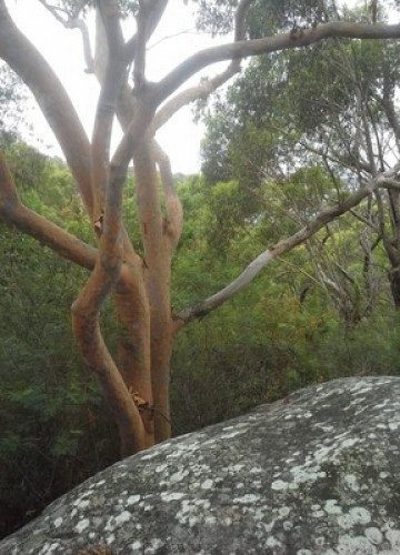 relaxed-friendly-spacious-home-sydney-210266063720240814034233AM