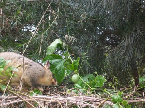 in-touch-with-australian-wildlife-sydney-128848759420240814034449AM