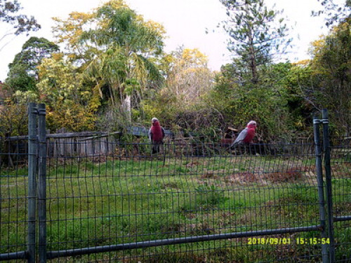 in-touch-with-australian-wildlife-sydney-141106650920240814034609AM