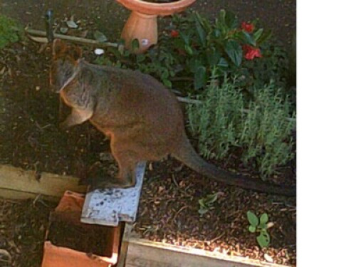 in-touch-with-australian-wildlife-sydney-157264656320240814034753AM