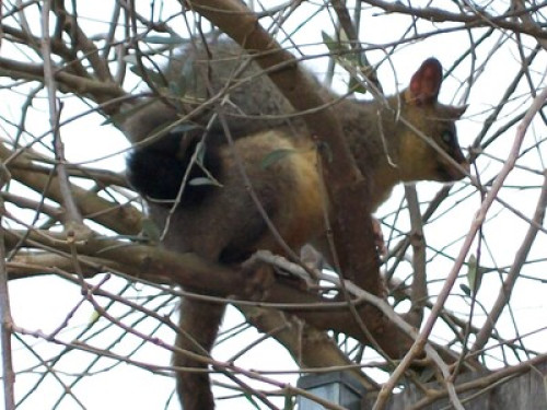 in-touch-with-australian-wildlife-sydney-171157699920240814034748AM
