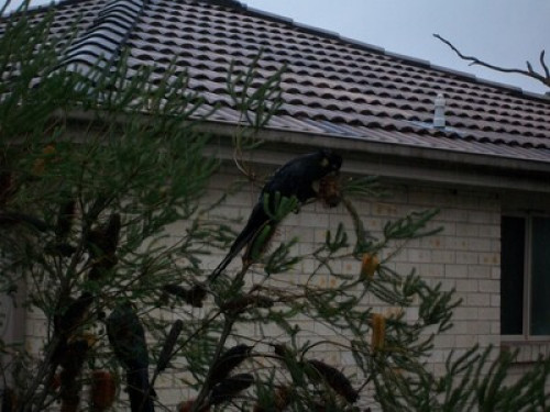 in-touch-with-australian-wildlife-sydney-91252882920240814034514AM
