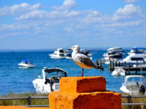 3* BB in Warwick Perth WA - Gallery - 19