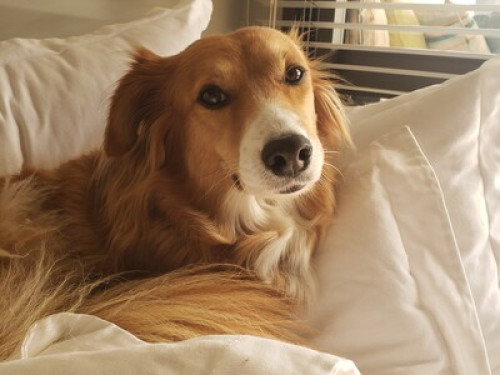 garden and dog  - Gallery -  5