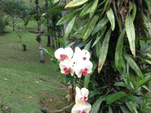 Paraty.Surrounded by Atlantic Fores - Gallery - 8