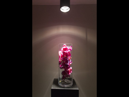 Buckingham Street, London - Gallery - 47