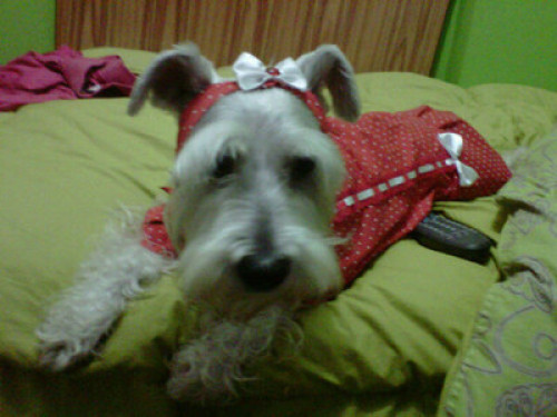 AMOROSA FAMILIA peruana