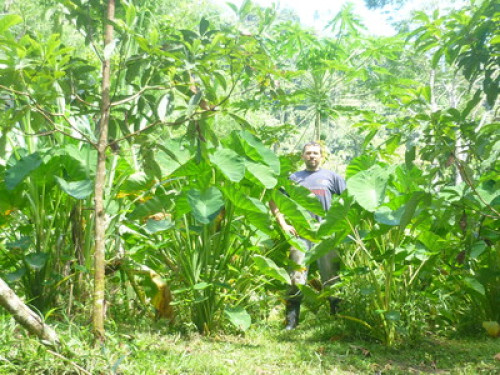 Private Cabins, Gardens, Farm - Gallery - 12