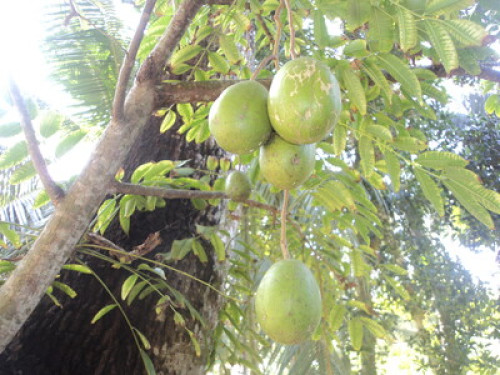 Fisherman’s Village Homestay Matara - Gallery - 23