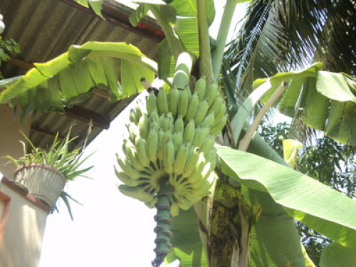 Fisherman’s Village Homestay Matara - Gallery - 24