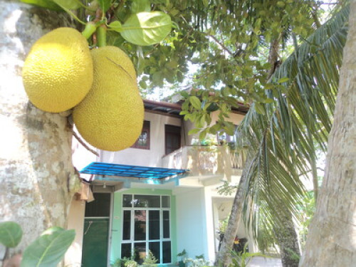 Fisherman’s Village Homestay Matara - Gallery - 26