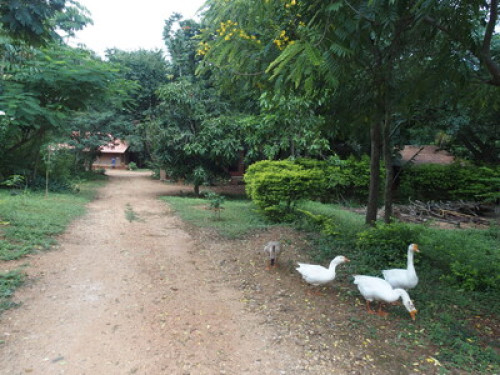 ElephantCountry Homestay   