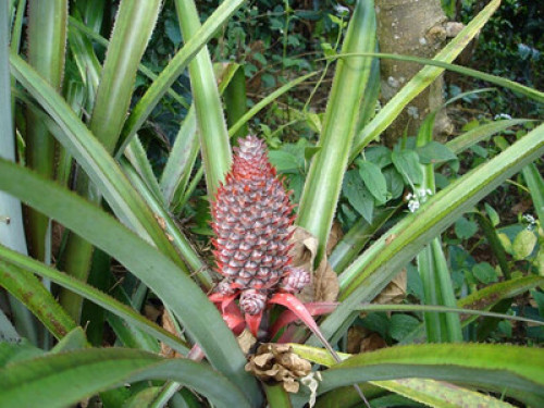 Home stay around wildlife - Gallery - 11
