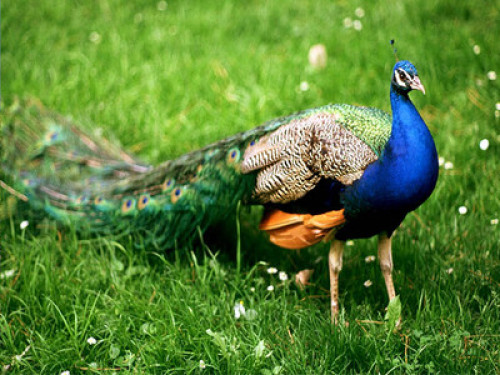 Home stay around wildlife - Gallery - 9