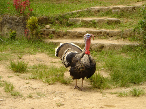 Home stay around wildlife