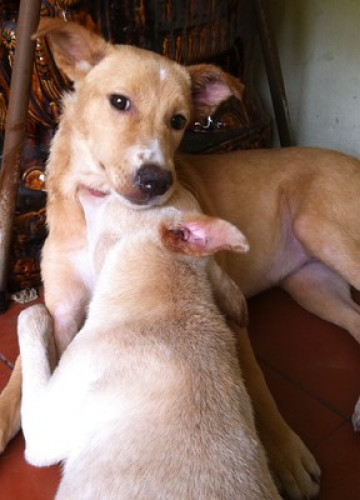 Cozy home in a lush garden