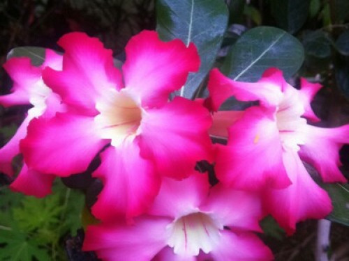 Cozy home in a lush garden  - Gallery -  5