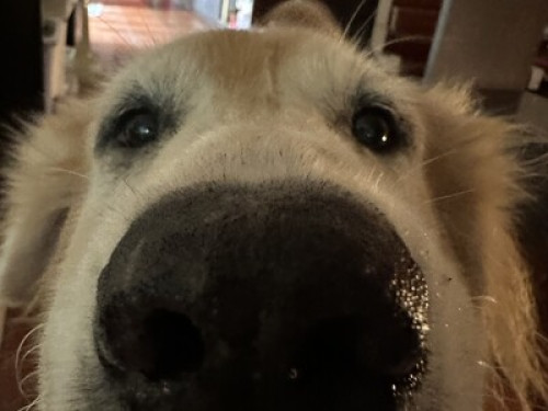 A garden home in Bangkok   - Gallery -  5