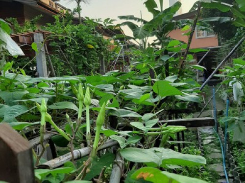 Baan Boon Homestay Near BTS - Gallery - 14