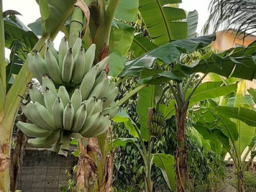 Baan Boon Homestay Near BTS - Gallery - 12
