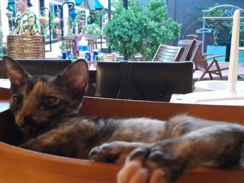  Coco Bungalows Hoi An Homestay  - Gallery - 9
