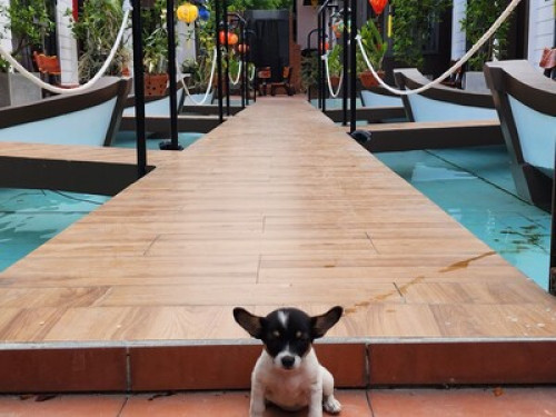  Coco Bungalows Hoi An Homestay  - Gallery - 34