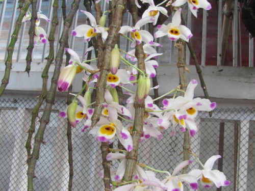 Homestay  next to Airport  - Gallery -  5