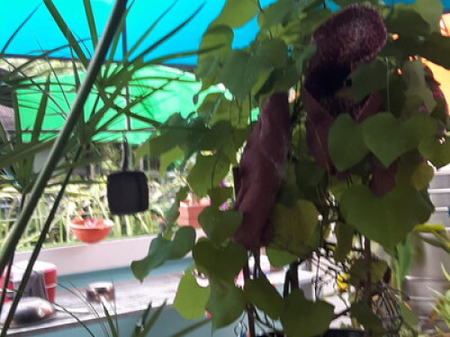 Chiang Mai nature, writers' corner. - Gallery - 45