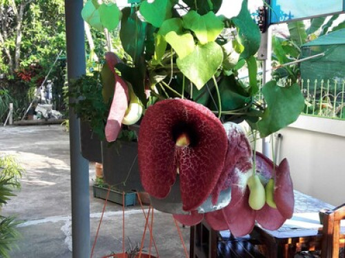 Chiang Mai nature, writers' corner. - Gallery - 70