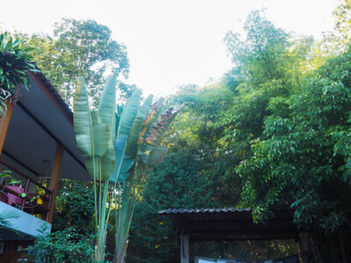 Living in the forest in Chiang Mai  - Gallery -  5
