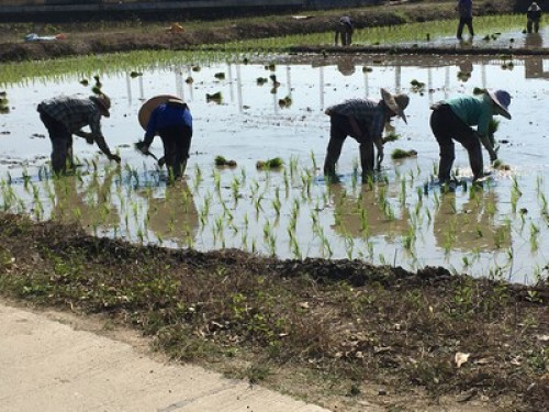 Charm and calm in the rice fields