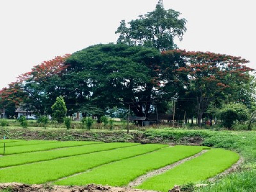 Charm and calm in the rice fields