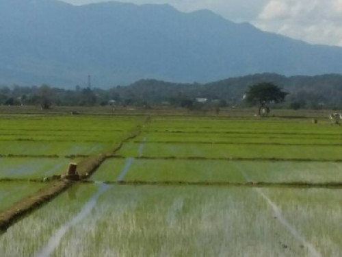 Charm and calm in the rice fields