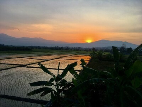 Charm and calm in the rice fields
