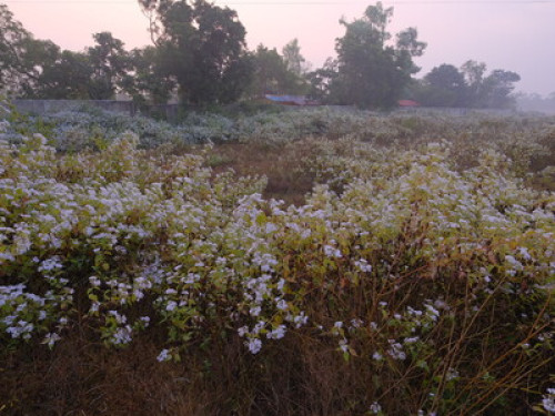 Svanir Homestay, Bhubaneswar  - Gallery - 27