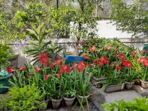 Nina Kochhar's Homestay