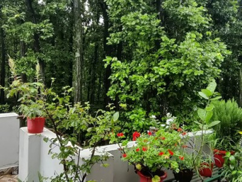 Room in the midst of greenery
