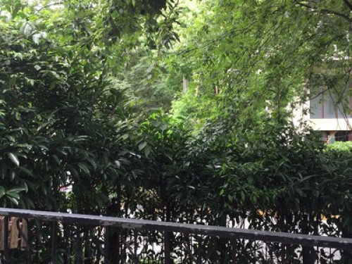 Sammy's house in Shanghai 