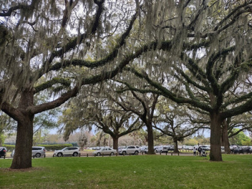 Savannah Sunshine  - Gallery -  5