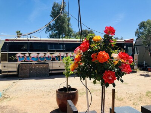Rendezvous stay @Cognibrew Palace